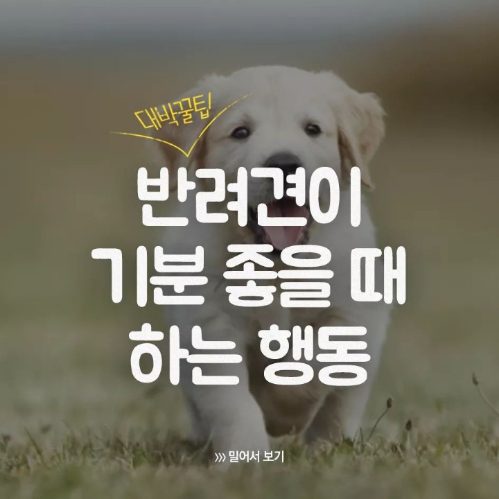 반려견이 기분 좋을때 하는 행동 | 인스티즈