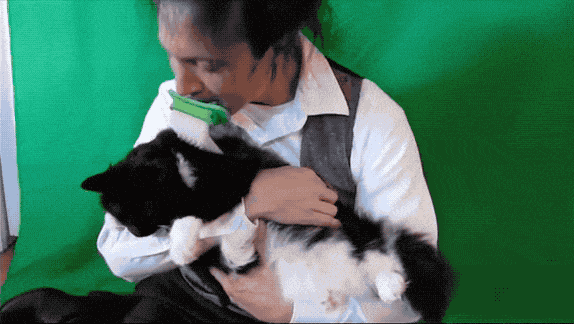 신개념 고양이 빗.jpgif | 인스티즈