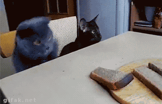 전생에 인간이었던 고양이들.gif | 인스티즈