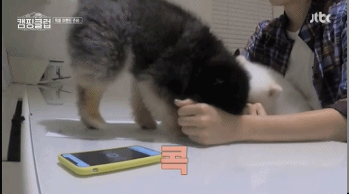 성유리 방해하는 댕댕이들.gif | 인스티즈