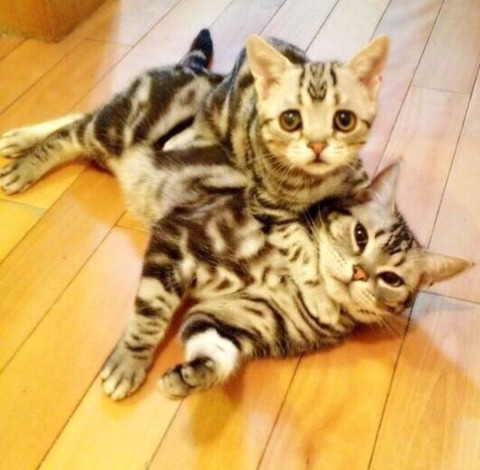 금방이라도 울 것 같은 울상 고양이 루후😿 | 인스티즈