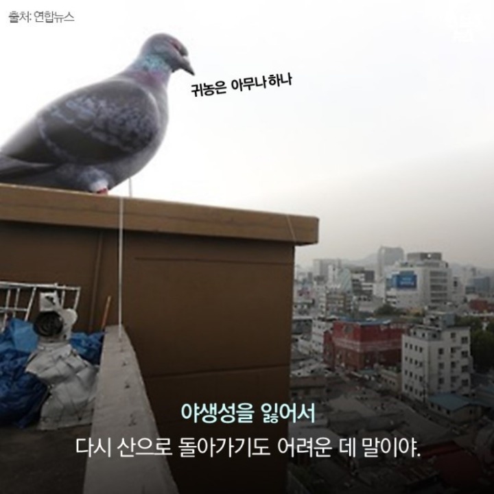 데려온 것도 인간이고 유해동물 취급도 인간이 하네-비둘기는 억울하다 | 인스티즈