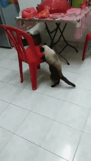 나는 넘어진게 아니다냥.gif | 인스티즈