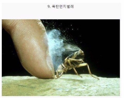 보기보다 훨씬 더 위험한 생물들 (혐오주의) | 인스티즈
