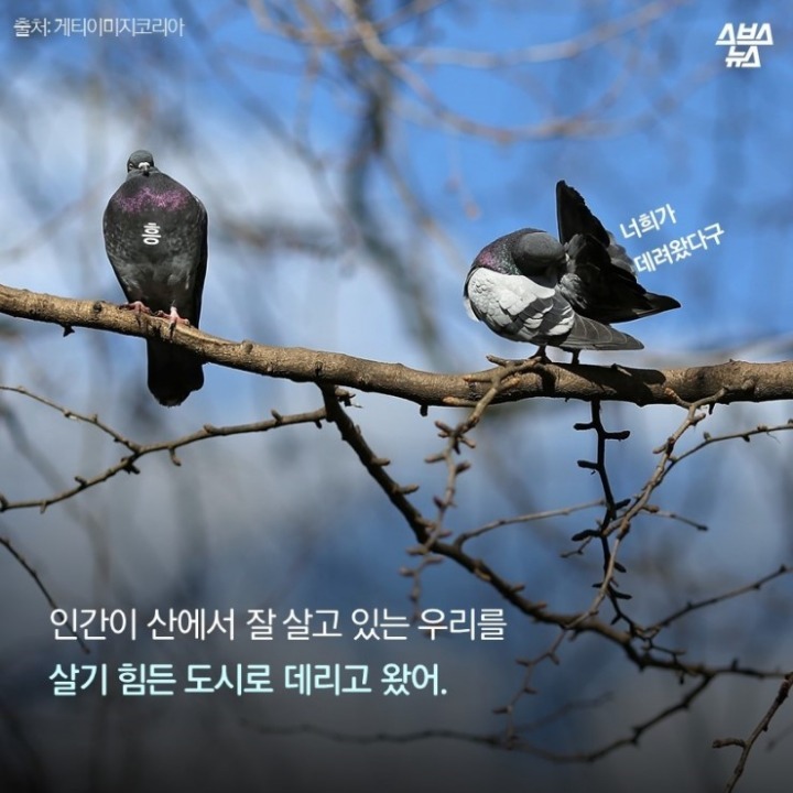 데려온 것도 인간이고 유해동물 취급도 인간이 하네-비둘기는 억울하다 | 인스티즈